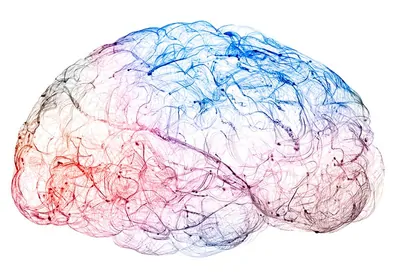 The Brain Inside Out: Mapping the Nervous System Wiring